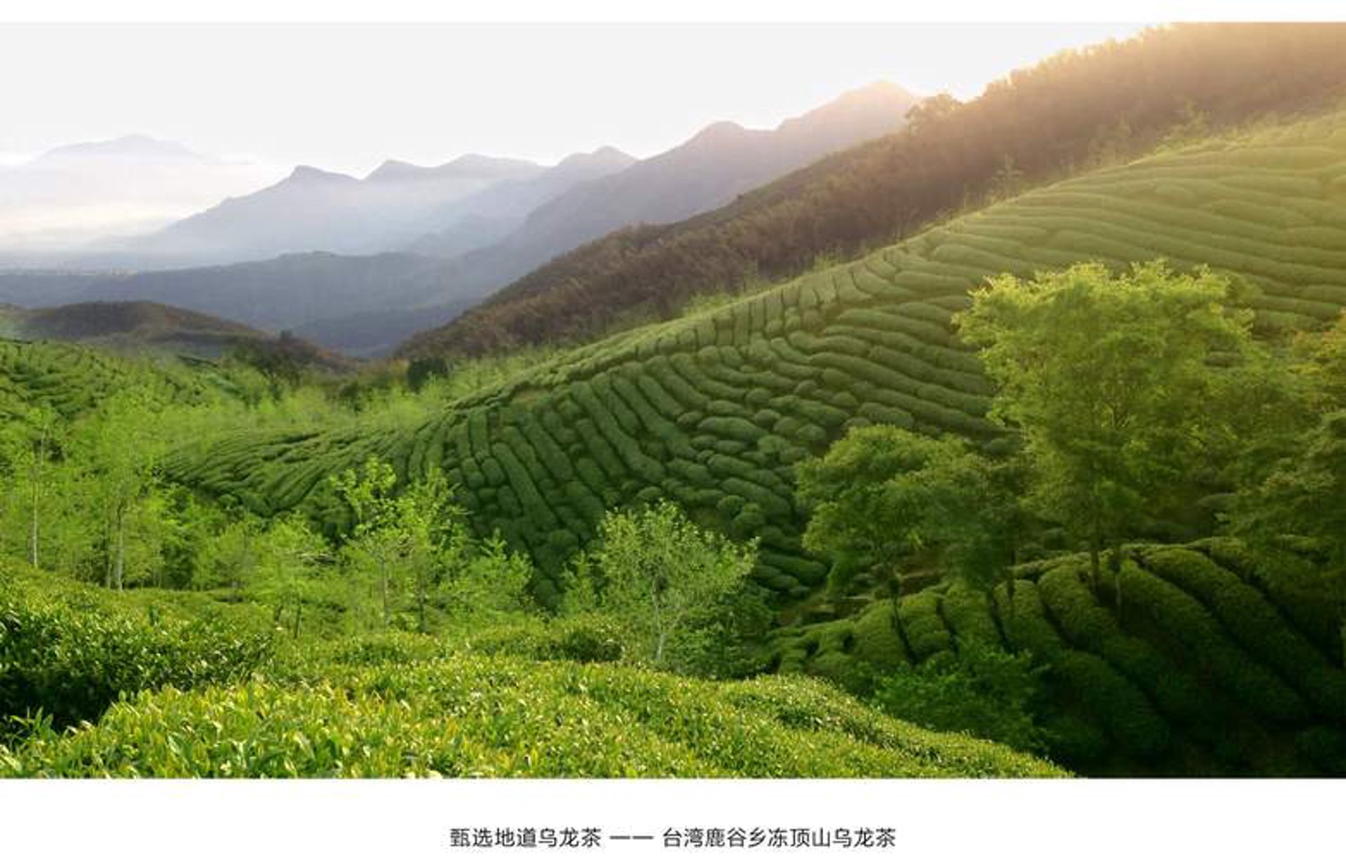 乌龙茶多酚科技